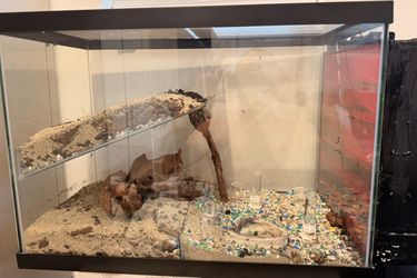 Ant Farm (Camponotus Vicinus) over 500 Colony