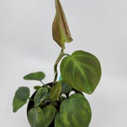 Philodendron Camposportoanum 