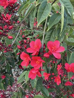 Jatropha or fire crackers flower