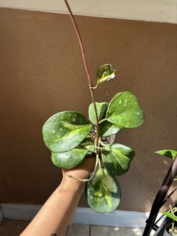 Hoya obovata inner variegated