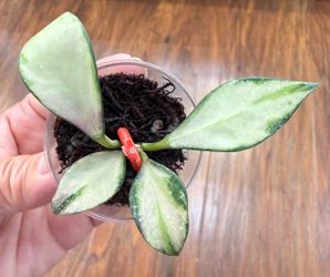 Hoya Nabawanensis Variegated