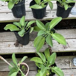 Mother Of Thousands Plant $8.00 Each