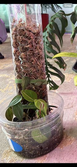 Monstera Lechleriana Exotic Plants 