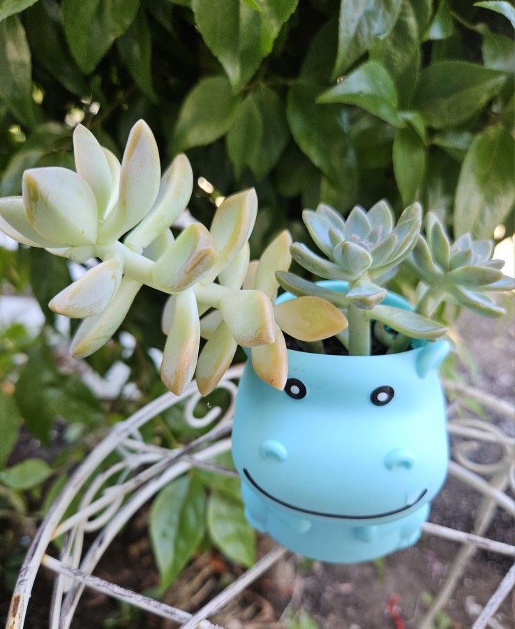 Succulents in Hippopotamus pot
