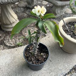 corona de cristo 