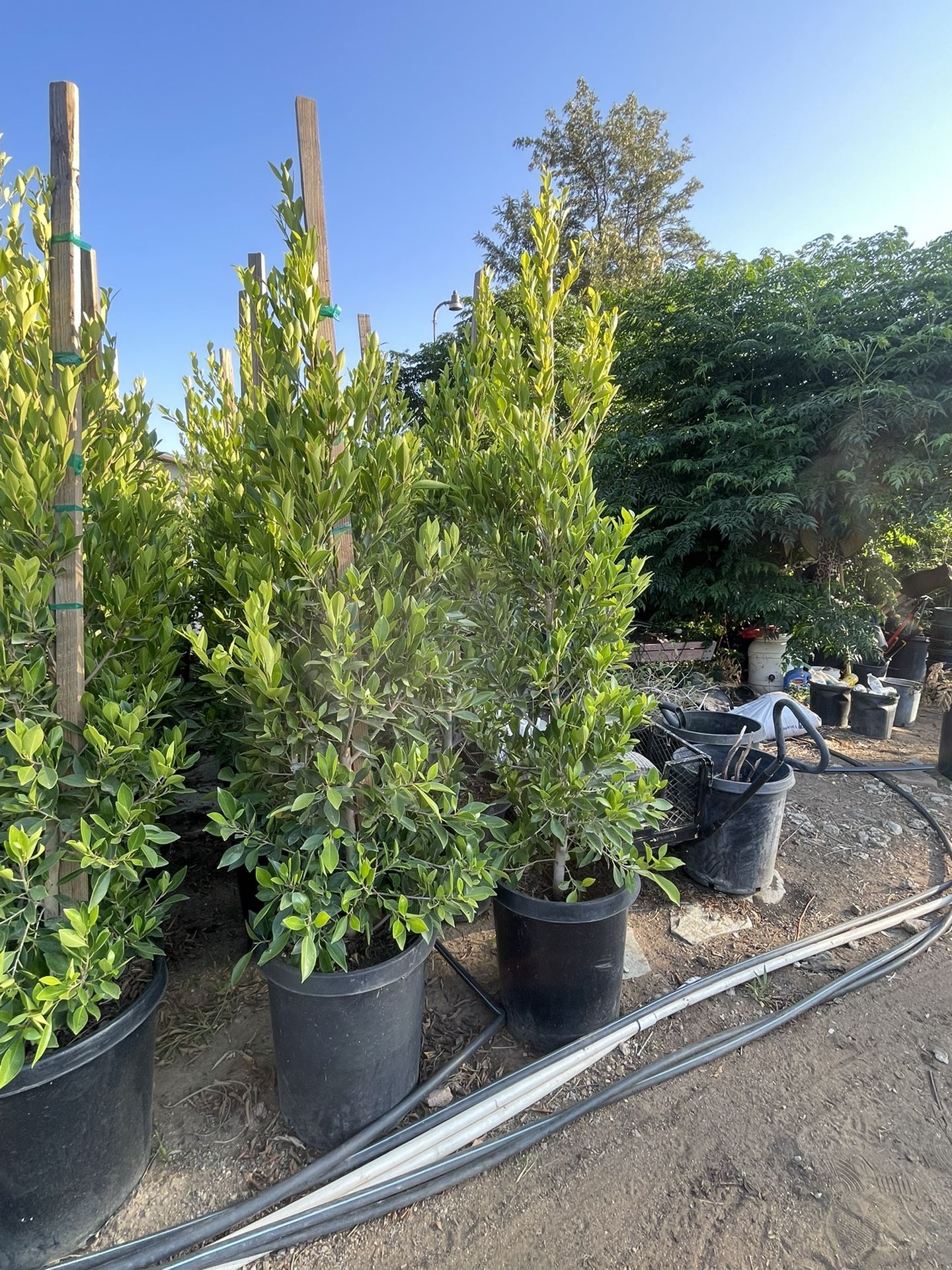 Se Vende Plantas