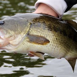 In Search Of A Bass Pond For Kids To Fish  