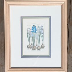 colored reproduction of 17th century botanical engraving of hyacinth 