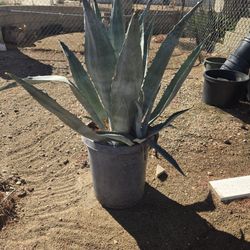 Aloe Vera Plants And More