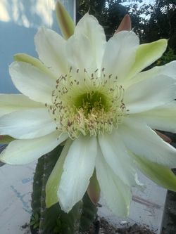 Cereinae Cactus