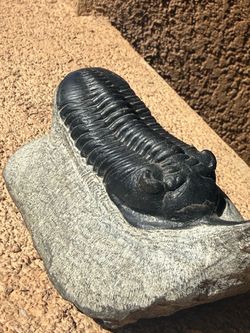 Trilobite Morocconites malladoides