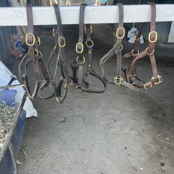 Halters, Nylon And leather