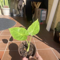 Elephant Ear Starter House Plant