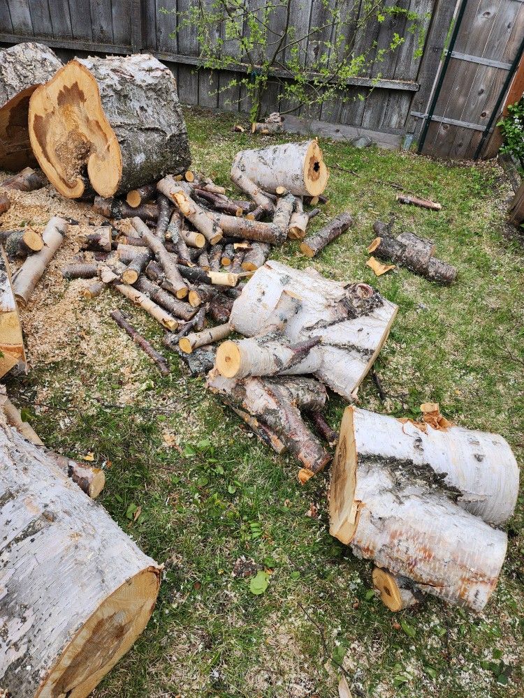 Birch Wood