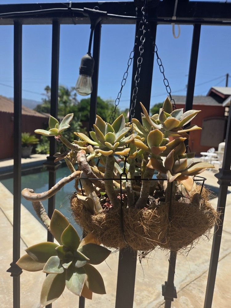 Hanging Suculent Plant