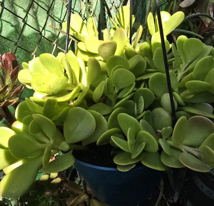 Trailing Jade Plants 