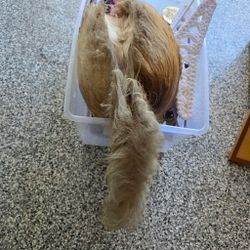 Decor- Are you looking to decorate a cabin?? Taxidermy animals. $100 Ea