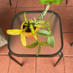 Chamburquuia Orchid 