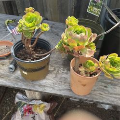 Succulents 