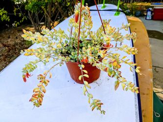 Hanging tropical flowers