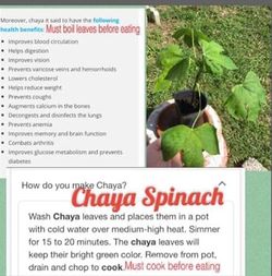 Chaya spinach remedy plant