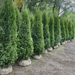 Privacy Tree Sale FREE DELIVERY! Emerald Green & Green Giants 