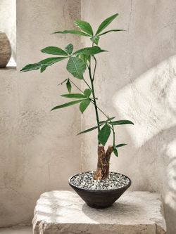 Pachira Aquatica (Handmade Planter Included) ‘Local LA Seller’