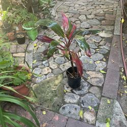 Hawaian T Plant