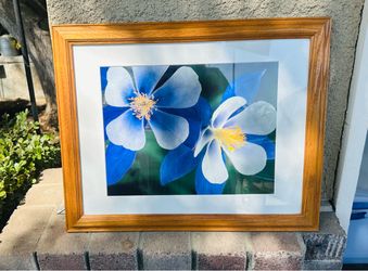 Framed Blue Flower Photography Print