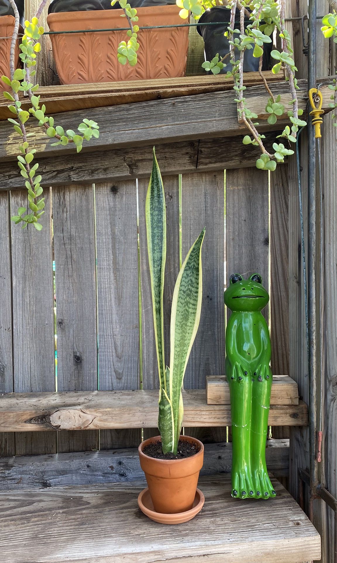 Small Mother-in-Law or Snake Plant