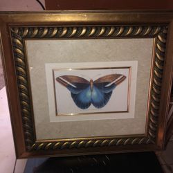 Blue Butterfly  Portrait 
