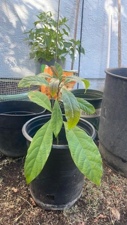 Hass baby avocado tree