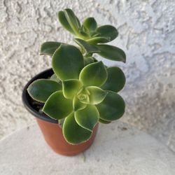 4 Inch Pot Succulent Plant - Aeonium Haworthii Variegated - Kiwi Verde - Pinwheel - Rooted & Stablished - Drought Resistant 🪴 