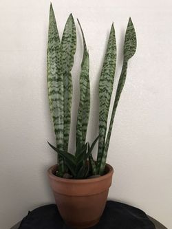 Snake Plant