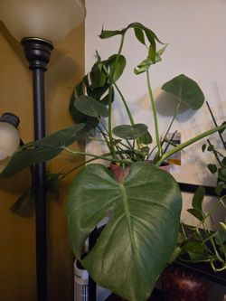Live Monstera Deliciosa Houseplant