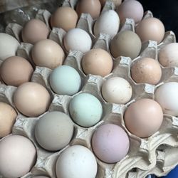 Fresh Chicken Eggs! 