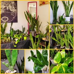 Plants SALE.  CACTUS 🪴 🌵 SUCCULENTS 