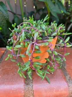 Suculent Plant