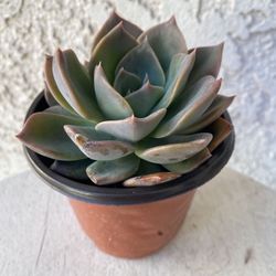 4  Inch Pot Succulent Plant - Echeveria Pulidonis  - Pulido's Echeveria - Rooted & Established - Drought Resistant - 🪴 