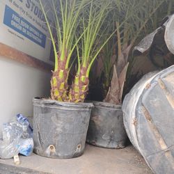 Wholesale Palmtrees And Tropicals 
