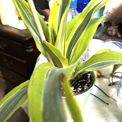 Multicolor Tabletop House Plant