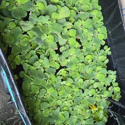 Pond Plants (Water Lettuce)
