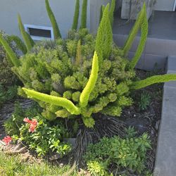 3 Foxtail Asparagus Plants