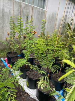 Tamarind Fruit Trees