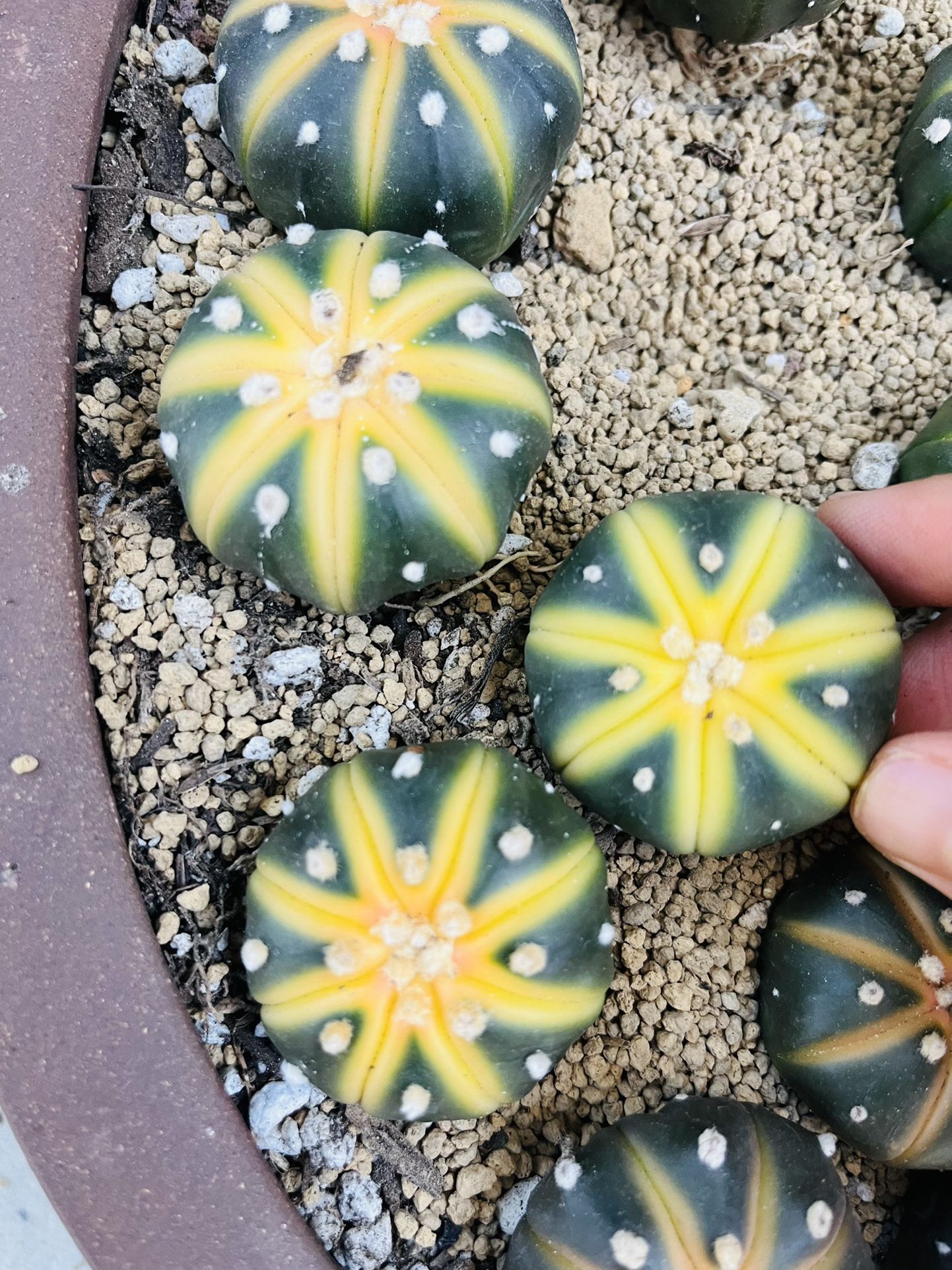 Chic Red and Metallic Gold Pea Coat with Built in Scarf$90  For 3 Astrophytum Asteria Variegated Imported 