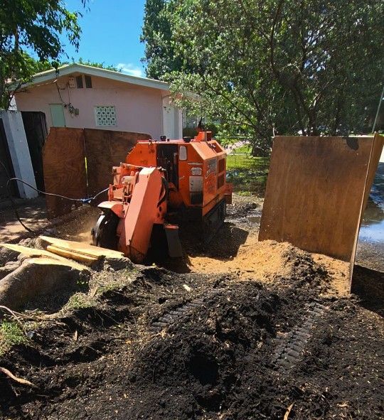 Tree And Palms  Stump 