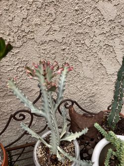 Ghost Euphorbia Variegated Rare Succulent! This Plant is 7 years old.