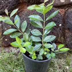 Strawberry Guava Plants