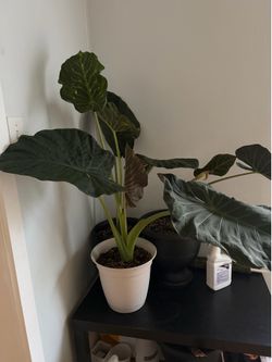 Alocasia Regal Shield pups