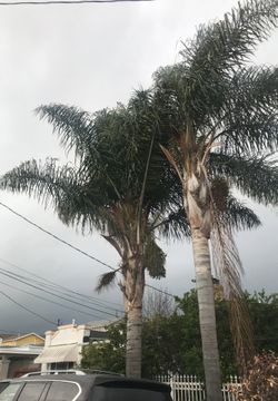 Palm tree for sale only one